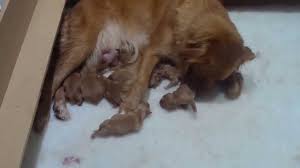 We did not find results for: Day 0 Newborn Nova Scotia Duck Tolling Retriever Puppy S Youtube