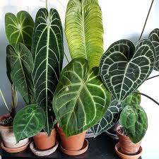 45 Beautiful Indoor Plant Ideas Plants Cool Plants Indoor Plants