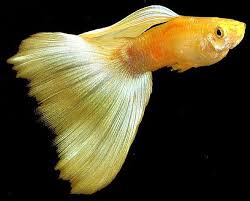 Pin By Thanyaphat Sonkanok On Baby Animals Guppy Fish Guppy Tropical Fish Aquarium