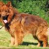 Sable german shepherds have grey, tan or silver fur with a black tint. 3