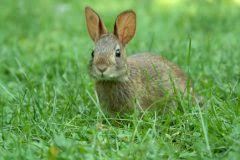 Ein beliebiger draht mit 2,5 cm großen löchern hält die kaninchen zuverlässig aus deinem garten fern. Kaninchen Im Garten So Vertreiben Sie Die Hasen