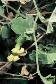 Image result for Cucumis prophetarum