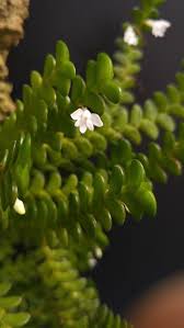 Image result for Angraecum distichum
