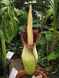 Image result for Amorphophallus goetzei