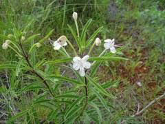 Image result for Equilabium selukwense