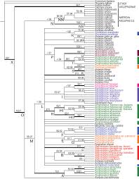Image result for Stenostelma corniculatum
