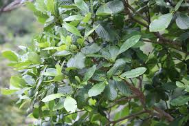 Image result for Gardenia resinifera
