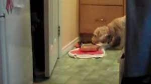 Monday Pets Why Do Dogs Push Their Food Bowls Around Scientific American Blog Network