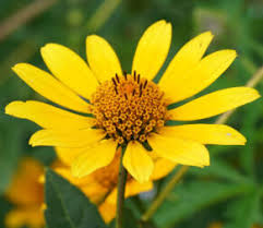 Image result for Helianthus angustifolius
