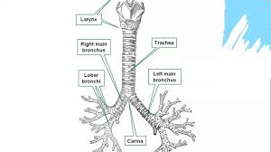 Gross Anatomy Thorax Tracheobronchial Tree Lungs 01 Youtube