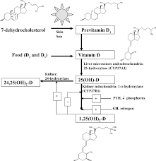 Unlock your body's full potential with cymbiotika's range of supplements. Vitamin D Deficiency In Children And Its Management Review Of Current Knowledge And Recommendations American Academy Of Pediatrics