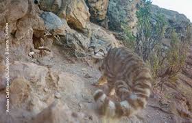 Population size estimated to be <2,500. Learning About Andean Cats A Cat You Don T See