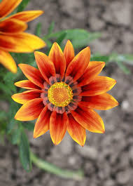 Below are ten medicinal flowers that are just as pretty as they are beneficial to your health: Flowers And Meanings Symbolism Of Flowers On Whats Your Sign