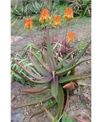 Image result for Aloe carnea