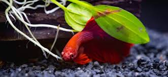 27 Of The Best Plants For Betta Fish Including Floating