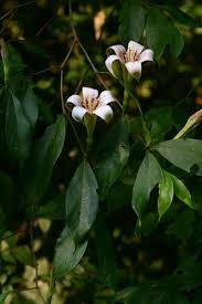 Image result for Rothmannia longiflora