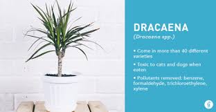 They are very best air purifying plants for the home according to the ratings from nasa's research. Air Purifying Indoor Plants 9 Kinds That Are Easy To Keep Alive