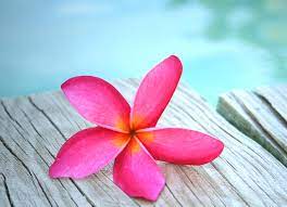 Plumeria Pink Flower Hd Wallpaper Pink Flowers Wallpaper Plumeria Flowers Plumeria