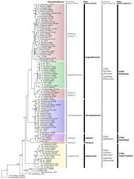 Image result for Caperonia fistulosa