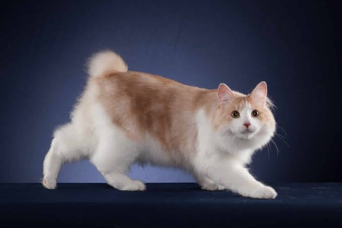 Kurilian Bobtail Longhair - TICA - The International Cat Association