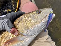 Nice Redfish Caught On Light Line Using The Z Man Swimmin Trout Trick In The Mood Ring Color Mood Ring Colors Red Fish Mood Ring