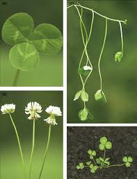 Artificial flowers white zu spitzenpreisen. Trifolium Repens An Overview Sciencedirect Topics
