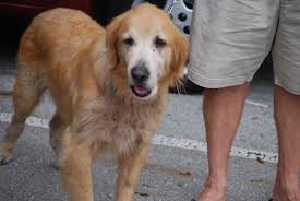 Ace golden retriever home has healthy and playful puppies ready for new homes now. Golden Retrievers Cyndi Lenz