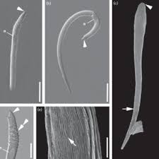 Image result for Lankesteria