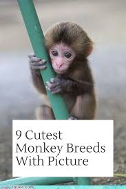 Cutest Monkey Breed To Pet In 2020 Monkey Breeds Cute Monkey Cute Monkey Pictures