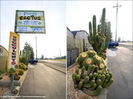 For most of the journey to this desert hot springs nursery, you'll be cursing the people (that would be us) who told you about it. Field Trip To Poot S Cactus Nursery Part 1