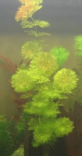 Image result for Limnophila ceratophylloides