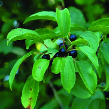 Image result for Rhamnus