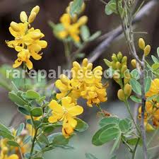 Image result for Senna floribunda