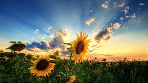 Check spelling or type a new query. Full Hd Sunflower Wallpapers Top Free Full Hd Sunflower Backgrounds Wallpaperaccess