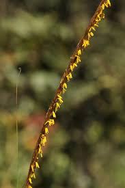 Image result for Trachypogon spicatus