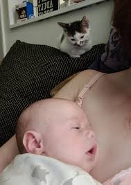 This is Declan & Gibson