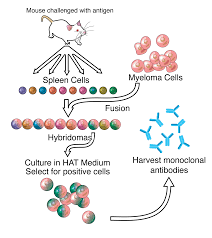 Today, monoclonal antibodies continue to be at the cutting edge of medical research, as scientists discover new uses for them in both diagnostic and therapeutic if you can remove the tgfbeta while retaining the igg, you can greatly enhance the production of monoclonal antibodies in cell culture. Monoclonal Antibody Wikipedia