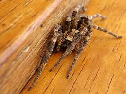 Comment faire fuir les araignées. Eloigner Les Araignees