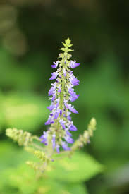 Image result for Coleus scutellarioides