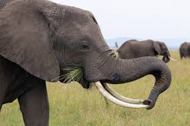 Image result for Zanha africana