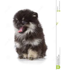 Black And Brown Pomeranian For Sale Black Pomeranian Puppy Black Pomeranian Puppies Black Pomeranian Pomeranian Puppy