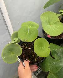 Image result for Utricularia formula
