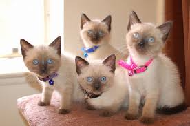 The siamese cat is one of the first distinctly recognized breeds of asian cat. Sandra S Siamese Kittens Home Facebook