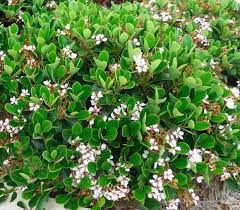 Image result for Rhaphiolepis umbellata