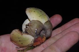 Image result for Uvariodendron