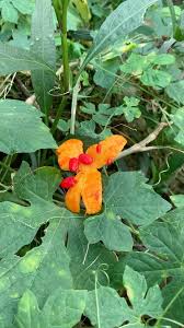 Image result for Momordica balsamina