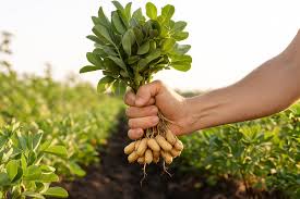 Image result for Arachis hypogaea