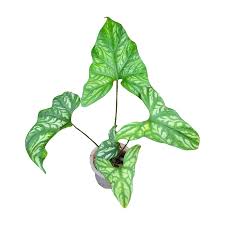 Image result for Cercestis congensis