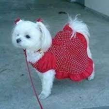 Moldes Y Modelos De Ropa Para Perros Kit Imprimible 650 Ropa Para Perros Ropa Para Perros Chica Vestidos Para Perros