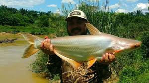 Spesies omnivor ini mampu mencapai panjang. 23 1 Mb Strike Patin Ramadhan Batang Berjuntai Download Lagu Mp3 Gratis Mp3 Dragon